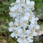 Achillea clavennae ফুল