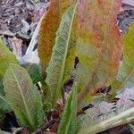 Rumex crispus Tervik taim