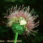 Klasea lycopifolia Bloem