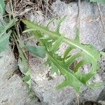 Lactuca perennis Leaf