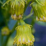 Senecio bigelovii Flor