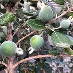 Feijoa sellowianaVrucht