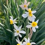 Narcissus tazettaFlower