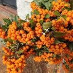 Pyracantha coccinea 果實