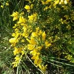 Ulex parviflorus Levél