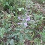 Scutellaria ovata Flower