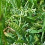 Vicia bithynica Frukt