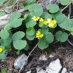 Viola glabella Feuille