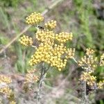 Helichrysum italicumBlomma