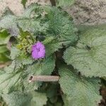 Lunaria annuaKwiat