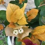 Bougainvillea spectabilis Květ