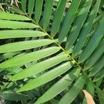 Zamia integrifolia Blad