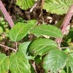 Rubus ulmifolius葉