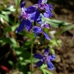 Delphinium nuttallianum Flor