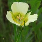 Calochortus gunnisonii Λουλούδι