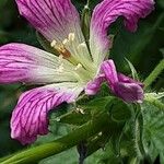 Geranium × oxonianum Cvet