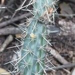 Praecereus euchlorus Écorce