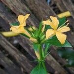 Barleria prionitis Flower
