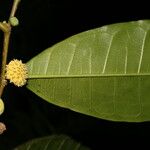 Maquira guianensis Leaf