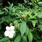 Hydrangea chinensis Flower