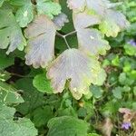 Aquilegia nigricans Leaf