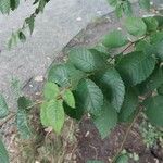 Ulmus pumila Листок