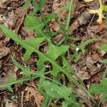 Lactuca canadensis Blatt