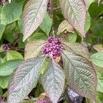 Callicarpa bodinieri 葉