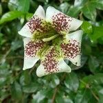 Rothmannia longiflora Květ