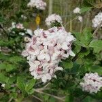 Viburnum carlesii Цветок