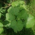 Cucumis melo Φρούτο