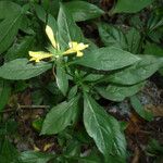 Barleria prionitis Flor