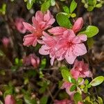 Rhododendron roseum Floare