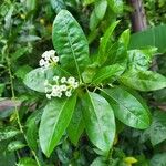 Cestrum diurnum Flower