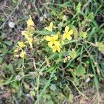 Brassica fruticulosa Hábito