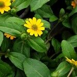 Sanvitalia procumbens Flower