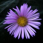 Erigeron multiradiatus Hábito