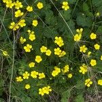 Ranunculus sardous Habit