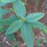 Hypericum kouytchense Likasa