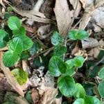 Mitchella repens Leaf