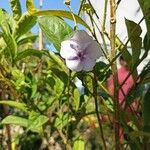 Brunfelsia uniflora Flower