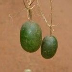 Melothria sphaerocarpa Fruit