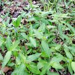 Commelina benghalensis Alkat (teljes növény)