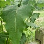 Silphium perfoliatum Blad