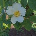 Rosa caninaFlower