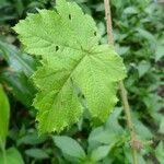 Rubus alceifolius Leaf