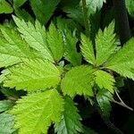 Astilbe rubra Foglia