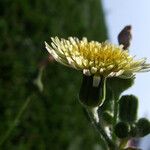 Sonchus oleraceus Květ