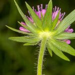 Knautia collina Bark