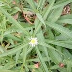 Symphyotrichum lanceolatumFlower